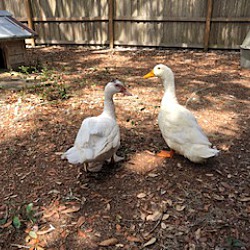 Thumbnail photo of Pekin ducks-2 #2