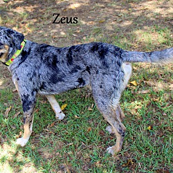 Thumbnail photo of Zeus~adopted! #4