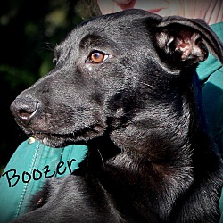 Thumbnail photo of Boozer ~ meet me! #1