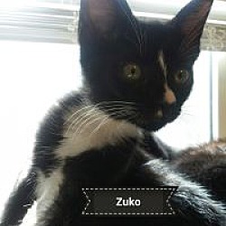 Thumbnail photo of Zuko #1