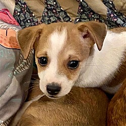 Thumbnail photo of Gomer (Tan/White Min-Pin/Chi Puppy 1) #1