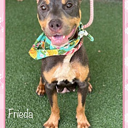 Thumbnail photo of FRIEDA #2