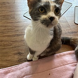 Photo of Pebbles