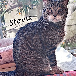 Thumbnail photo of Sweet STEVIE #2