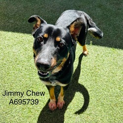 Thumbnail photo of Jimmy Chew #1