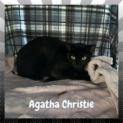 Thumbnail photo of Agatha Christie #2