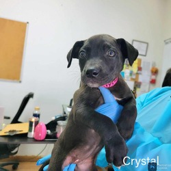 Thumbnail photo of Crystal #2