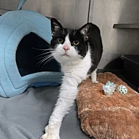 adopt a pet