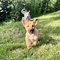 adopt a pet