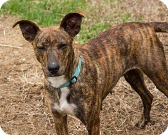 Whippet Plott Hound Mix 2025