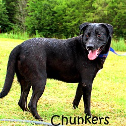 Thumbnail photo of Chunkers ~ meet me! #4