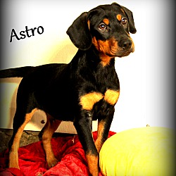 Thumbnail photo of Astro #1