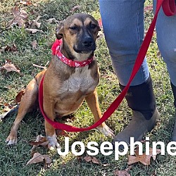 Photo of Josephine- FOSTER NEEDED!
