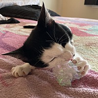 adopt a pet