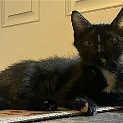 Thumbnail photo of Peaches the Beautiful Tortie #3