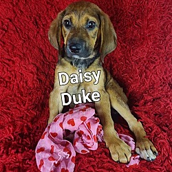 Photo of Daisy Duke