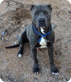 Cave Creek Az Cane Corso Meet Spar A Pet For Adoption