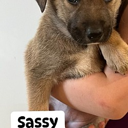 Thumbnail photo of Sassy #2