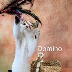 Thumbnail photo of Dominio #4