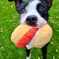 adopt a pet