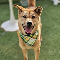 adopt a pet
