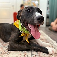 adopt a pet