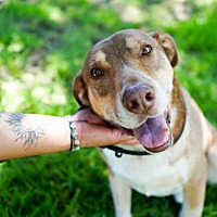 adopt a pet