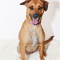 adopt a pet