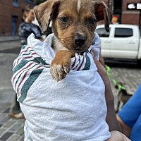 adopt a pet