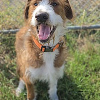 MAVERICK~ADOPTED! - Goldendoodle / Labrador Retriever available for adoption