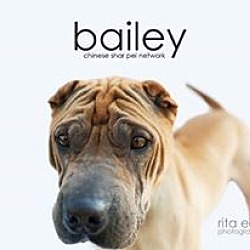 Thumbnail photo of Bailey - pending #1