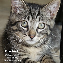 Thumbnail photo of Mischief #1