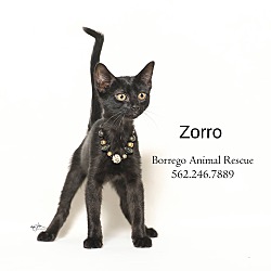 Photo of ZORRO
