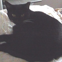 british shorthair kittens for sale in dfw