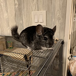Photo of Skips - NY (LI)