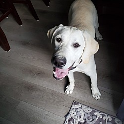 Photo of Apollo