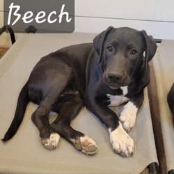Thumbnail photo of Beech #3