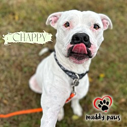 Thumbnail photo of Chappy #4