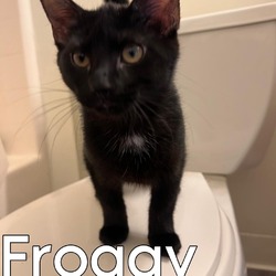 Thumbnail photo of Froggy #2