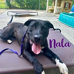 Thumbnail photo of Nala #2