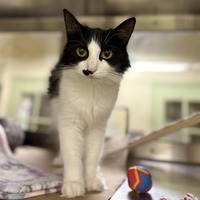 adopt a pet