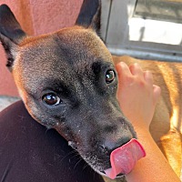 adopt a pet