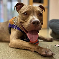 adopt a pet