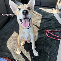 adopt a pet