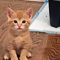 Thumbnail photo of Peter Pan Orange Tabby Kitten! #1
