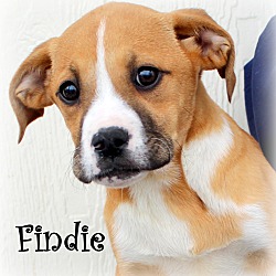 Thumbnail photo of Findie~adopted! #1