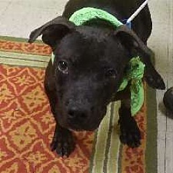 shelter county madison animal jefferson indiana ruger