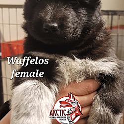 Thumbnail photo of Waffelos pending #2