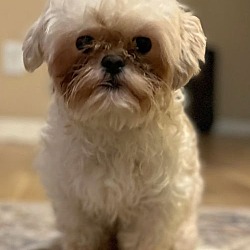 Thumbnail photo of JOSHUA  8 LBS 1 YR SHIH TZU #2