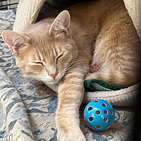 adopt a pet